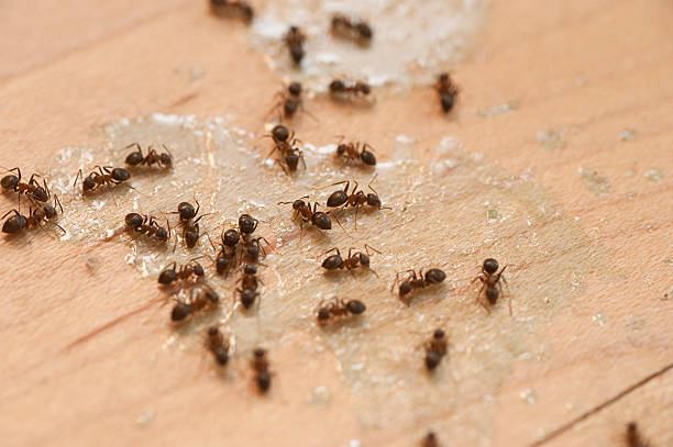 Best Pest Removal Services  in West Kittanning, PA